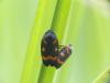 Cercopis intermedia